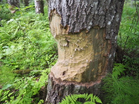 A tree gnawed by a beaver. Damaged bark and wood. The work of a beaver for the construction of a...