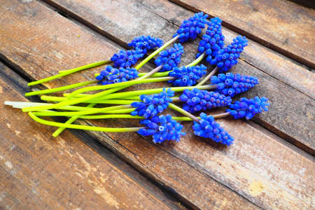 Blue spring flowers on a wooden background. Muscari armeniacum on a wooden background. Bright postcard, congratulations. Copy space still life flat lay. Dark shabby old wood. Armenian grape hyacinth.の写真素材