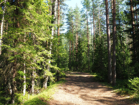 Picea spruce, a genus of coniferous evergreen trees in the pine family Pinaceae. Coniferous forest...