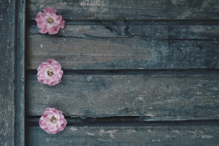 Buds of spray pink terry roses on a wooden background. Three beautiful roses are laid out on the table in a vertical line. Copy space for text. Postcard, surface layout.の写真素材