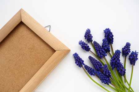 Blue spring flowers on a white background. Muscari armeniacum. Bright postcard, congratulations....