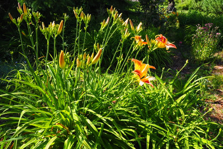 Hemerocallis aurantiaca is a genus of plants of the Lilaynikov family Asphodelaceae. Beautiful orange lily flowers with six petals. Long thin green leaves. Flowering and crop production as a hobbyの写真素材