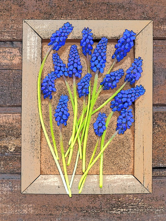 Blue spring flowers on a wooden photo frame. Muscari armeniacum on a wooden background. Bright postcard, congratulations. Copy space still life flat lay. Dark shabby old wood. Armenian grape hyacinth.の写真素材