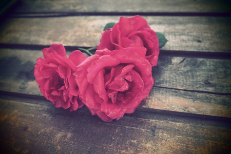 Red roses on a wooden background. Buds of three beautiful roses. Board table or floor.の写真素材