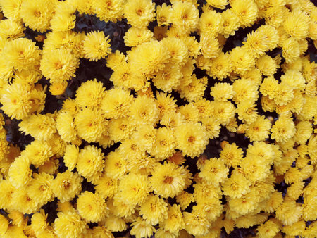 Chrysanthemums of yellow color in a bouquet. Close-up. Greeting card for wedding or birthday. Autumn flowers from the family Asteraceae or Dendranthema. Flower texture. Flower wall.の写真素材