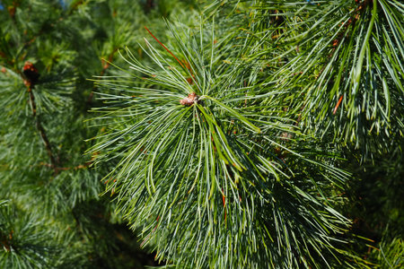 Pine branches at the golden hour in the evening. Pinus pine, a genus of conifers and shrubs in the...