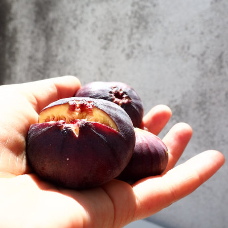 Fig or fig tree, or common fig tree, or Ficus carica is a subtropical deciduous plant of the genus...