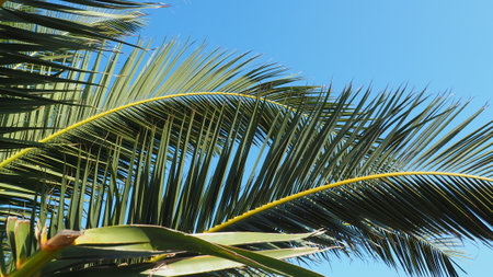 Palm branches against the blue sky. Sunny weather. Vacation at the resort. Coconut and date leaves sway. The blue sky. Tourism and travel to tropical place. Montenegro, palm trees. Plage holidayの写真素材
