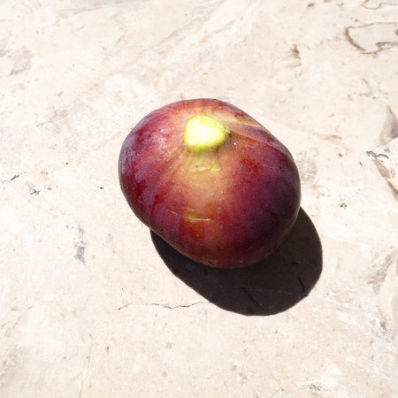 Fig or fig tree, or common fig tree, or Ficus carica is a subtropical deciduous plant of the genus Ficus of the Mulberry family. Ripe purple fig fruits on a light background. Healthy foodの写真素材