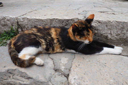 Dubrovnik, Croatia, August 14, 2022. A tricolor cat with black-red-white fur sleeps quietly on stone steps and squints, then wakes up, wiggles its ears and looks away. Local cats of Dubrovnikの写真素材