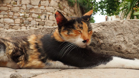 Dubrovnik, Croatia, August 14, 2022. A tricolor cat with black-red-white fur sleeps quietly on stone steps and squints, then wakes up, wiggles its ears and looks away. Local cats of Dubrovnikの写真素材