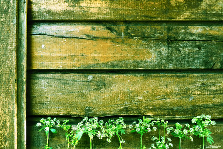 White wild flowers on a wooden background. Parsley celery flowers are laid out below on an old...