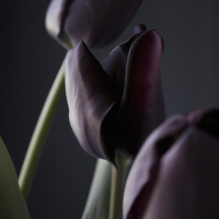Black tulips. Paul Scherer tulip buds. Selection and tulip mania. Botany, floriculture, horticulture and landscape design. A symbol of memory of soldiers who died in Afghanistan and in other wars.の写真素材