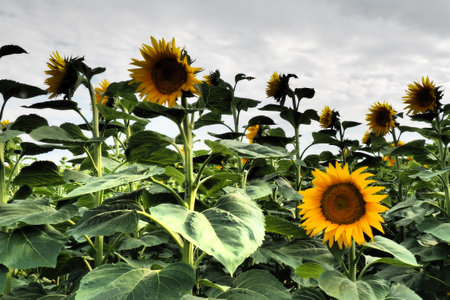 The Helianthus sunflower is a genus of plants in the Asteraceae family. Annual sunflower and tuberous sunflower. Agricultural field. Dramatic stormy sky with clouds. Serbia skyline. Sun and storm.の写真素材