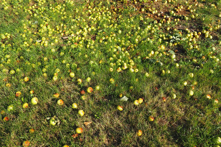 Yellow - green fallen apples lie on the grass under the apple tree. Yield loss and fruit rot....