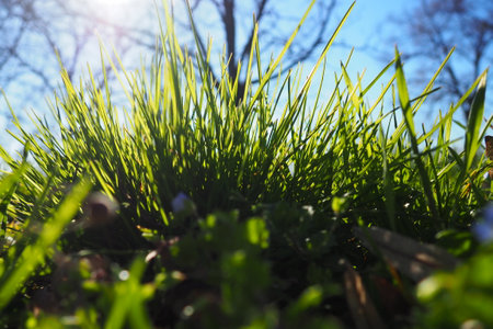Young juicy green grass in the rays of the morning sun against the blue sky. Spring in Serbia. Sunny March. The trees have not yet released their leaves. Grass close-up, shallow depth of fieldの写真素材