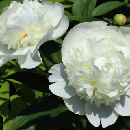 Beautiful white peony flowers close up. Peony is a genus of herbaceous perennials and deciduous shrubs, tree-like peonies. Peony family Paeoniaceae. Fragrant bouquetの素材