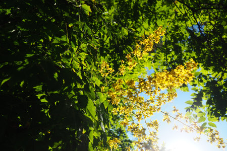Koelreuteria paniculata is a species of flowering plant in the family Sapindaceae. A tree blooming with yellow flowers. Goldenrain tree, pride of India, China tree and the varnish tree.の写真素材