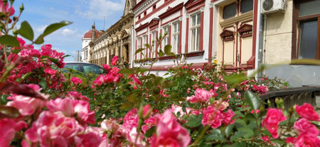 Blooming pink spray roses in the city. Floral background. Beautiful pink spray roses.の写真素材