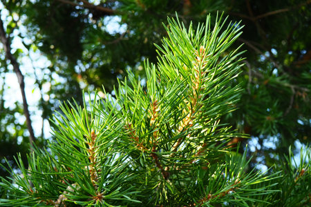 Pine branches at the golden hour in the evening. Pinus pine, a genus of conifers and shrubs in the...