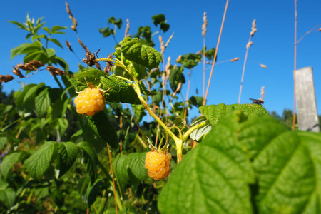 Yellow Raspberries. Growing Organic Berries Close up. Ripe Raspberry In The Fruit Garden....