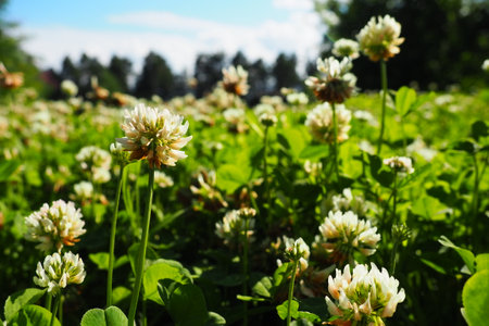 Trifolium repens, white clover, a herbaceous perennial plant in the bean family Fabaceae known as Leguminosae. Herbaceous, perennial plant. It is low growing, with heads of whitish flowers. Kareliaの写真素材