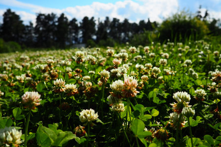 Trifolium repens, white clover, a herbaceous perennial plant in the bean family Fabaceae known as Leguminosae. Herbaceous, perennial plant. It is low growing, with heads of whitish flowers. Kareliaの写真素材