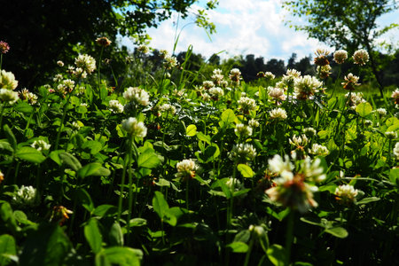 Trifolium repens, white clover, a herbaceous perennial plant in the bean family Fabaceae known as Leguminosae. Herbaceous, perennial plant. It is low growing, with heads of whitish flowers. Kareliaの写真素材
