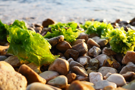 Ulva, a genus of marine green algae of the Ulvaceae family. Many species are edible sea lettuce. Algae are thrown onto the pebbles by a wave. Montenegro, Adriatic sea, Mediterranean. Bay of Kotor.の写真素材