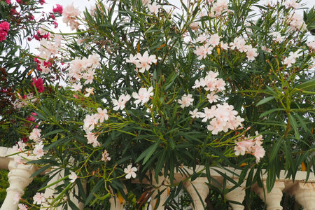 Oleander, Nerium oleander Apocynaceae, is a poisonous shrub. It is used in gardens because of its...