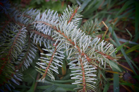 Picea spruce, a genus of coniferous evergreen trees in the pine family Pinaceae. Coniferous forest...