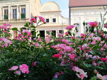 Garden spray pink roses with bright buds. Decoration and design of city streets, flower beds, lawns.の写真素材