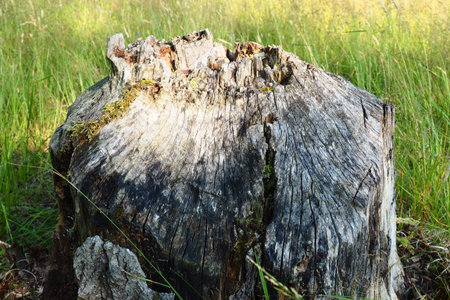A tree gnawed by a beaver. Damaged bark and wood. The work of a beaver for the construction of a...