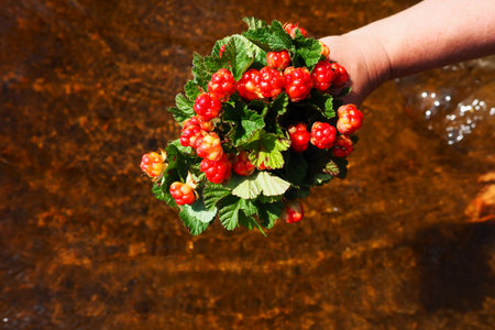 Rubus chamaemorus is a species of flowering plant rose family Rosaceae, native to cool temperate...