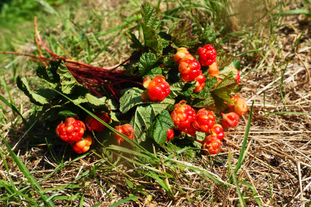 Rubus chamaemorus is a species of flowering plant rose family Rosaceae, native to cool temperate...