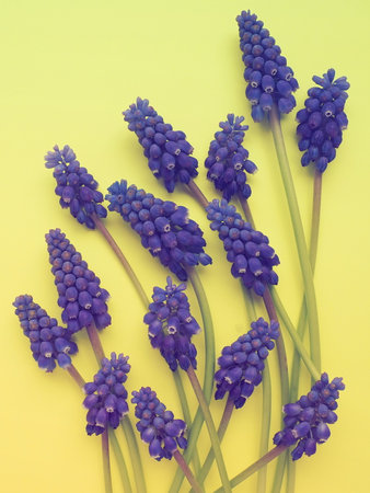 Blue spring flowers on a yellow background. Muscari armeniacum on a yellow background. Bright postcard, congratulations. Copy space still life flat lay. Armenian grape hyacinth. Retro style.の写真素材