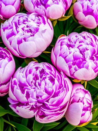 Beautiful lilac pink peony flowers close up. Peony is a genus of herbaceous perennials and deciduous shrubs, tree-like peonies. Peony family Paeoniaceae. Generated by AI. Charming bouquetの素材