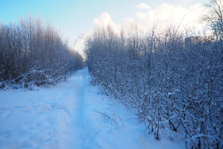 Forest in winter during the day in severe frost, Karelia. Snow on the branches. The production...