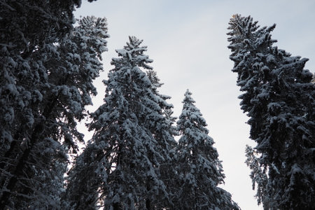 Spruce Picea is a coniferous evergreen tree of the Pine family Pinaceae. Evergreen trees. Common spruce, or Norway spruce Picea abies is widespread in northern Europe. Snowy winter coniferous forestの写真素材