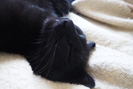 Very black cat sleeps, lying on his back and closing eyes. Nursling lazily rests on beige-brown woolen blanket at home. Pet care. Close-up of cat muzzle with long whiskers. Breeding domestic animals.の写真素材