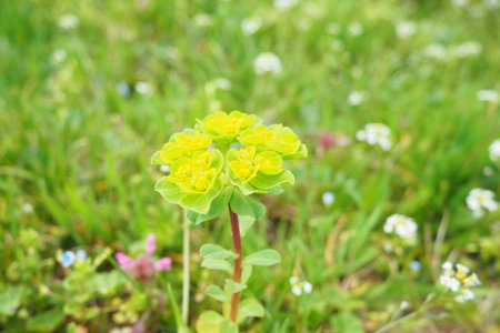 Euphorbia, flowering plant, spurge, Euphorbiaceae. Euphorbia serrata, serrated Tintern spurge,...