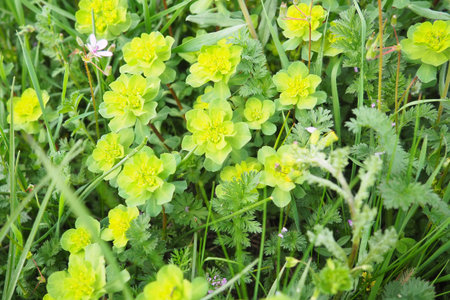 Euphorbia, flowering plant, spurge, Euphorbiaceae. Euphorbia serrata, serrated Tintern spurge,...