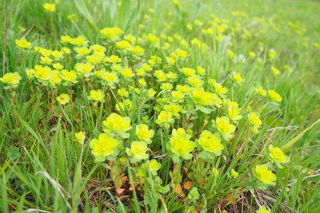 Euphorbia, flowering plant, spurge, Euphorbiaceae. Euphorbia serrata, serrated Tintern spurge,...