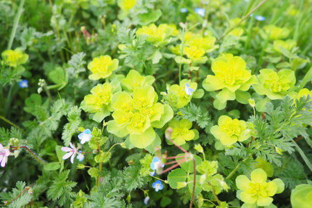 Euphorbia, flowering plant, spurge, Euphorbiaceae. Euphorbia serrata, serrated Tintern spurge,...