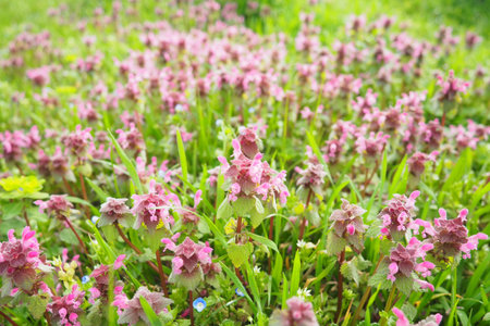 Lamium purpureum, red purple dead-nettle, or purple archangel is annual herbaceous flowering plant. Zygomorphic flowers with a top hood-like petal, two lower lip petal lobes and minute fang-like lobesの写真素材