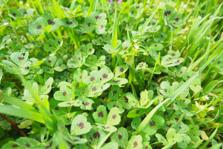 Trifolium repens, white clover, is a herbaceous perennial plant in bean family Fabaceae,...