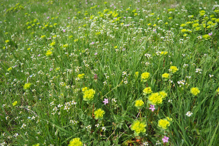 Erodium cicutarium, storks-bill, redstem filaree, redstem stork bill or pinweed Geraniaceae. Flowers...