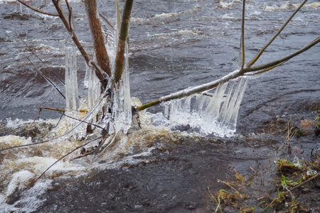 Ice is water in a solid state of aggregation. Ice icicles and stalactites on tree branches near the water. Spring flood. water forms crystals of one crystalline modification - the hexagonal system.の写真素材