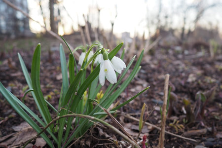 Galanthus, or snowdrop, is a small genus of bulbous perennial herbaceous plants in the family Amaryllidaceae. The plants have two linear leaves and a single small white drooping bell-shaped flower.の写真素材