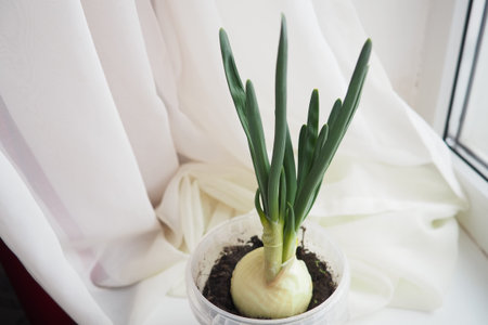 An onion Allium cepa L, bulb onion or common onion, is a vegetable that is cultivated species of the...